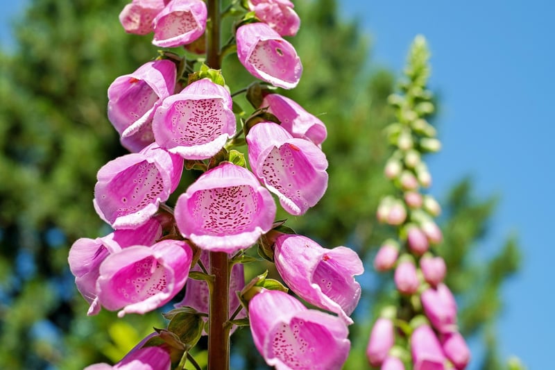 Flowers for Vertical Spaces
