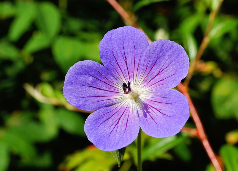 Geraniums