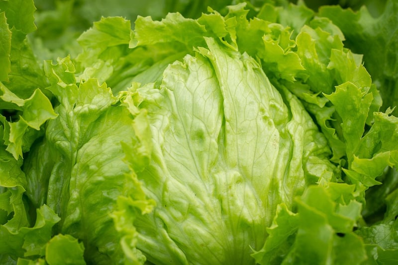 Lettuce in Vertical Garden