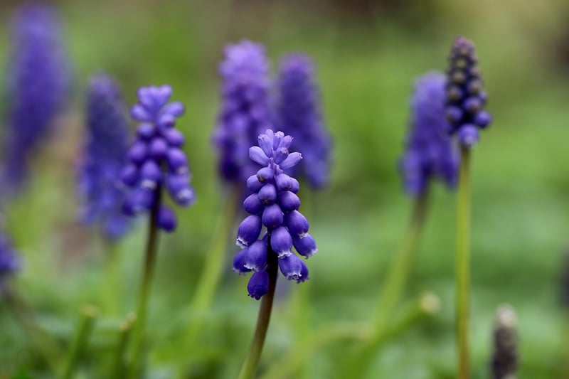 Lobelia